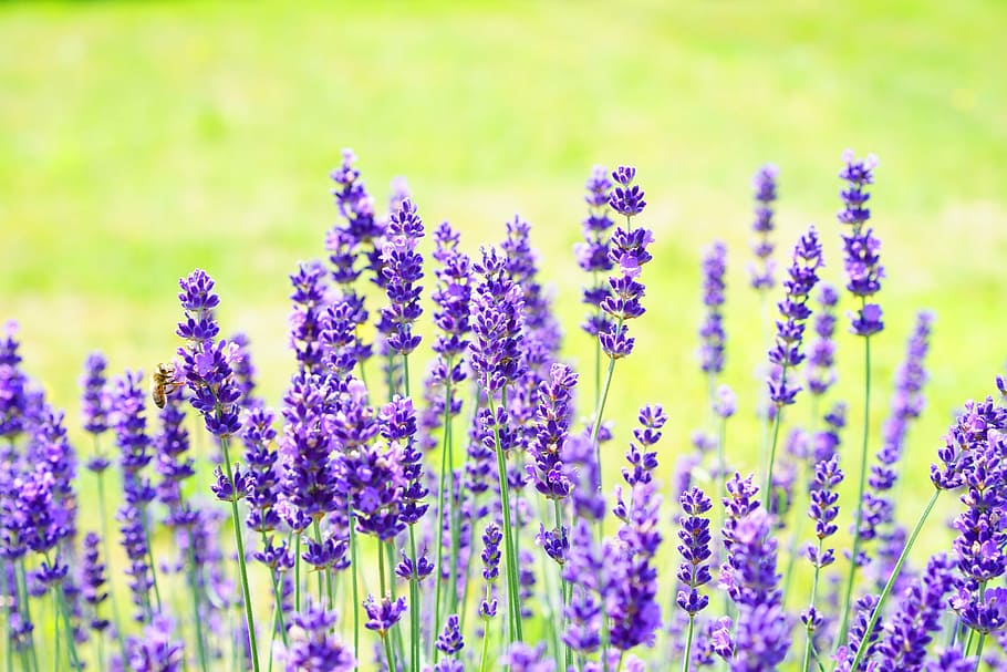 focused photo of purple flowers, lavender, violet, plant, blooming lavender, HD wallpaper