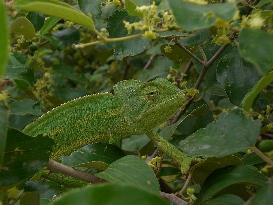 HD wallpaper: chameleon, mimicry, green, reptile, animal, nature ...