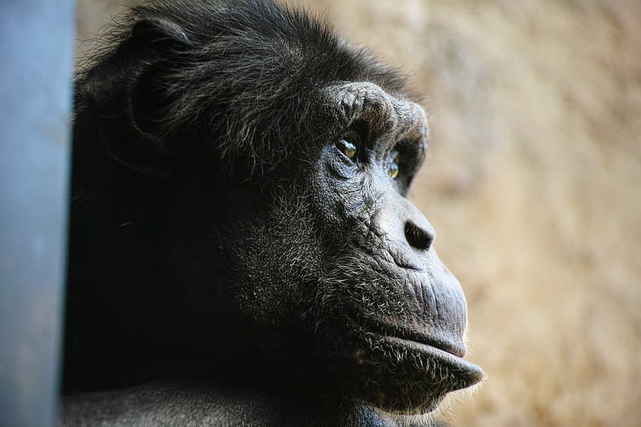 Chimp, Monkey, Face, Profile, facial expressions, one animal HD wallpaper