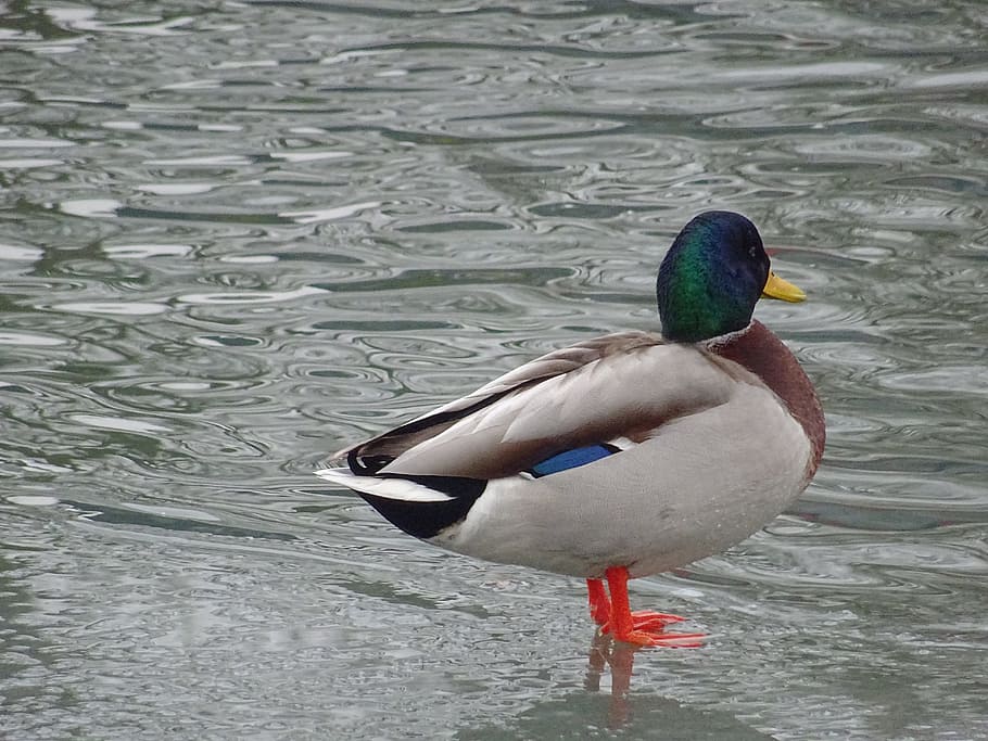 Ducks, Casting, Lahn, Ice, Ice, Ice Rink, eisschorle, frozen HD wallpaper