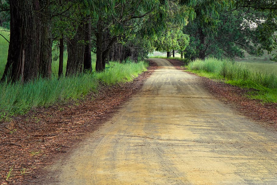 woodland street way during daytime, road, direction, path, destination HD wallpaper