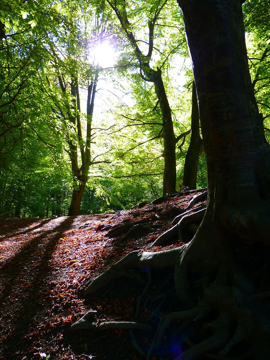 green trees, Forest, Back Light, forest floor, root, tree trunk HD wallpaper