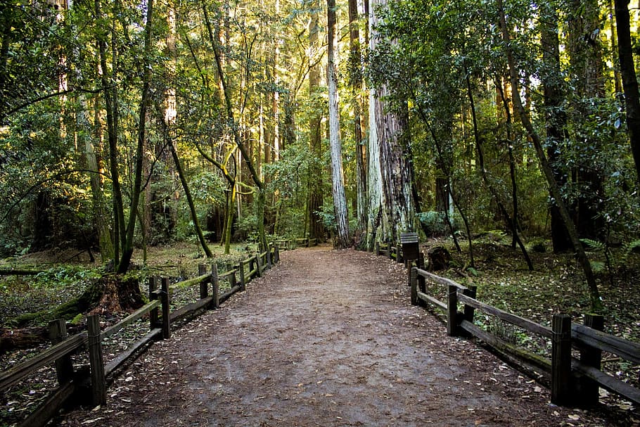 empty road in between forest, pathway, footpath, woods, environment HD wallpaper