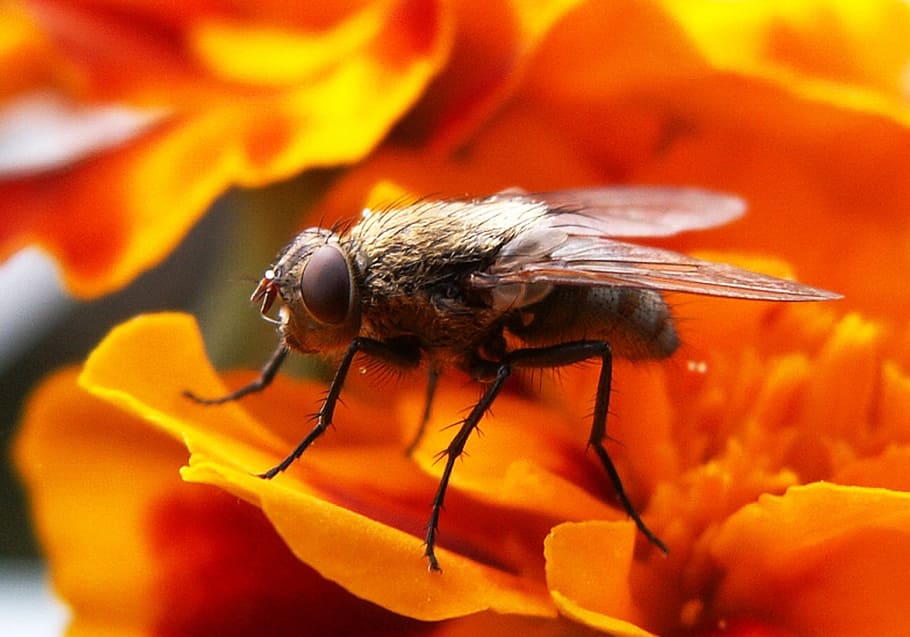 fly, insect, animal, animal themes, invertebrate, animal wildlife HD wallpaper