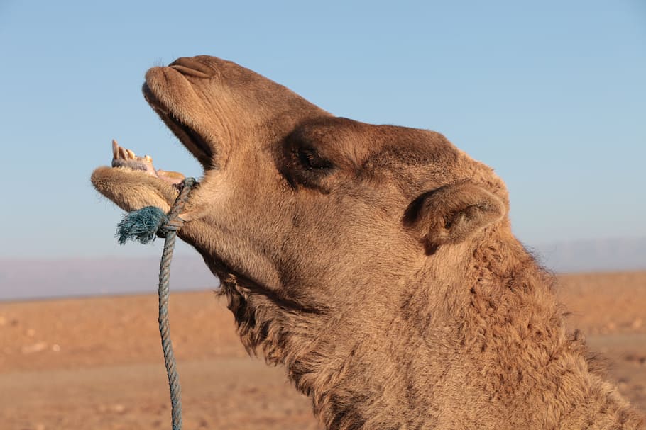 wilderness, camel, morocco, dune, sand, mountain, sun, hot HD wallpaper