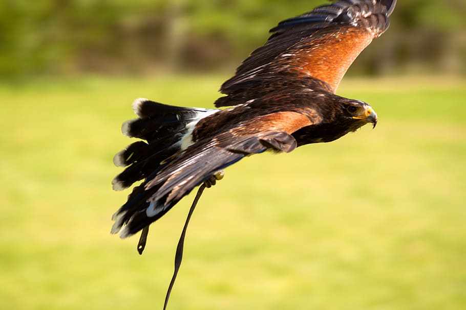 Eagle Wallpaper 4K, Bird of prey, Raptors, Red eyes