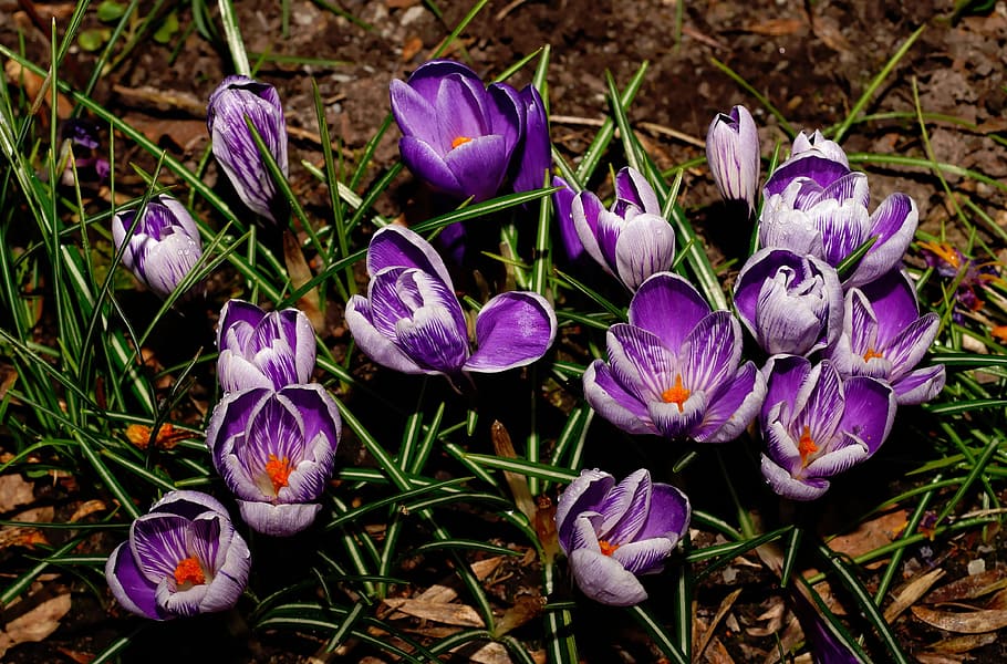 crocus, blossom, bloom, spring, flowers, purple, spring flowers HD wallpaper