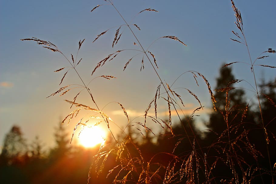selective focus of brown wheat grains, abendstimmung, sunset HD wallpaper
