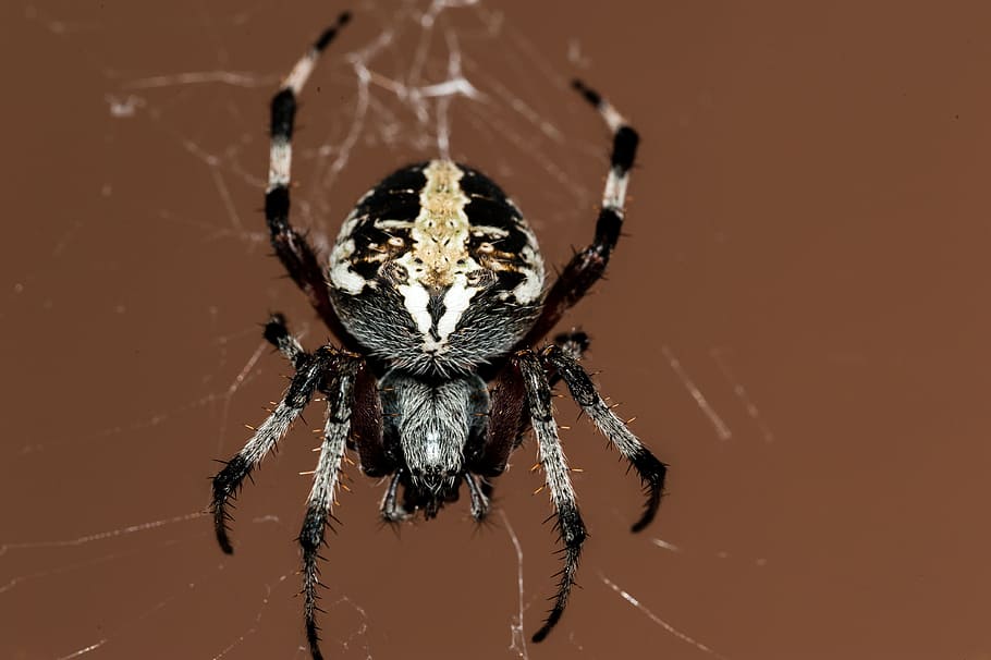 black and brown spider, insect, macro, nature, outside, cobweb HD wallpaper