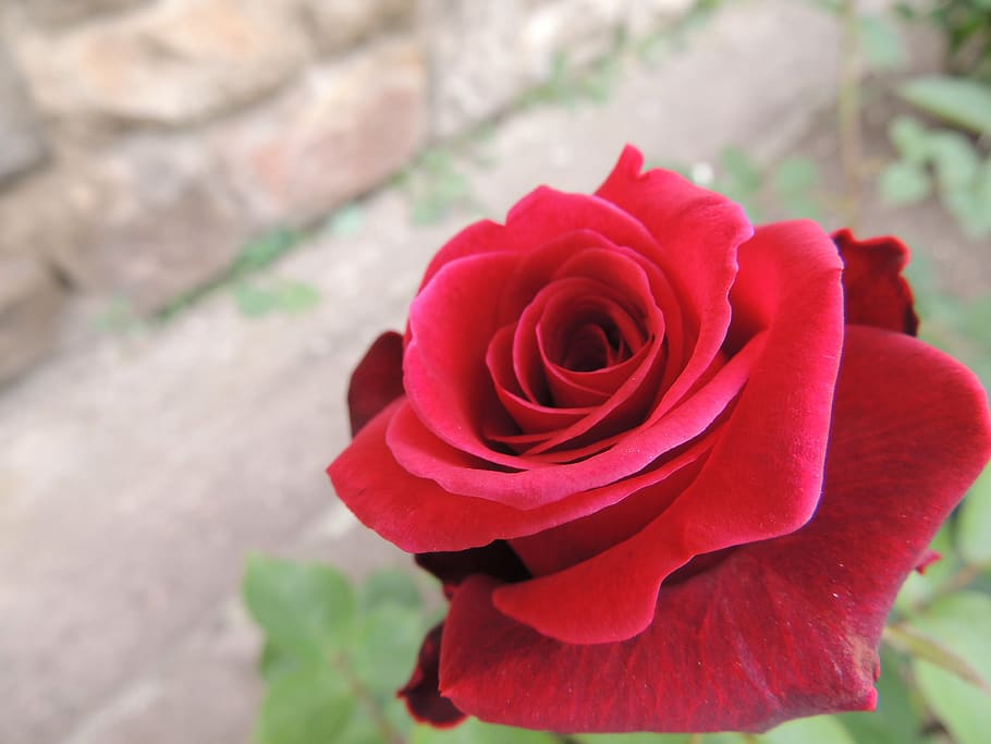 red rose on garden, passion, love, feeling, romantic, valentine's day HD wallpaper