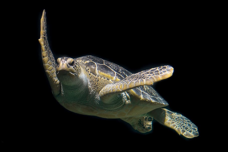 photo of turtle, green, sea, ocean, animal, wildlife, underwater, HD wallpaper