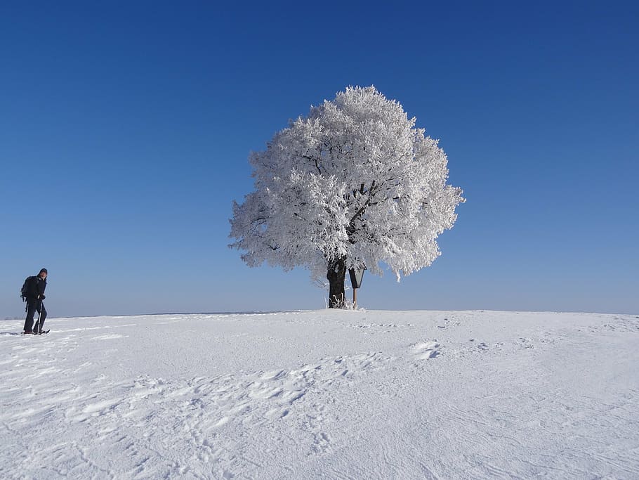 tree, ripe, winter, snow, cold, wintry, cold temperature, nature HD wallpaper