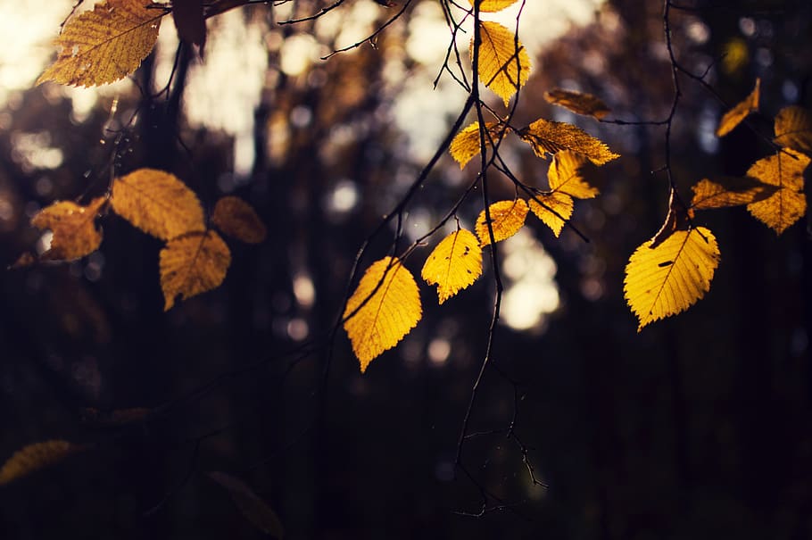 leaf, fall, autumn, trees, plant, forest, bokeh, blur, branch HD wallpaper