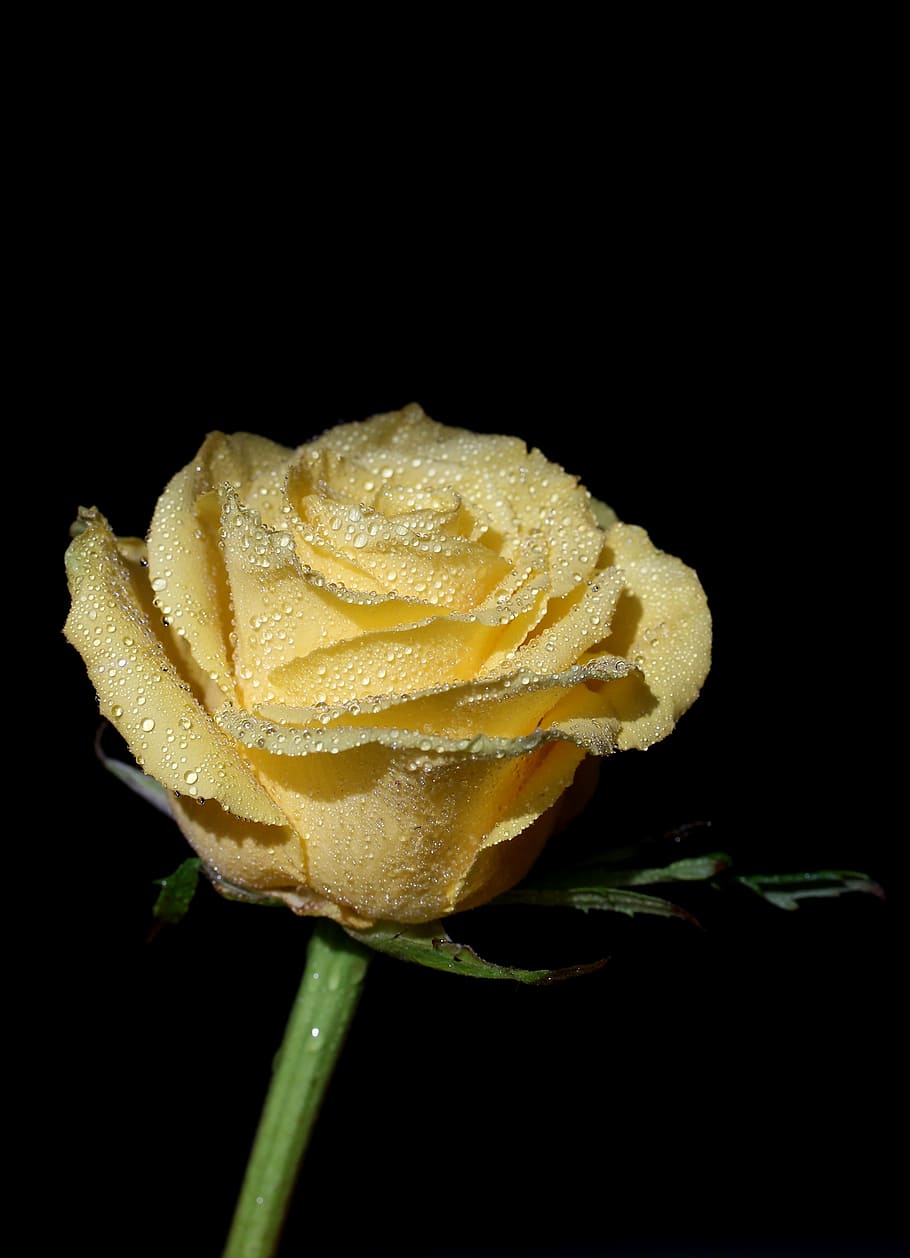 rose, yellow, dew, drops, flower, petals, food, food and drink HD wallpaper