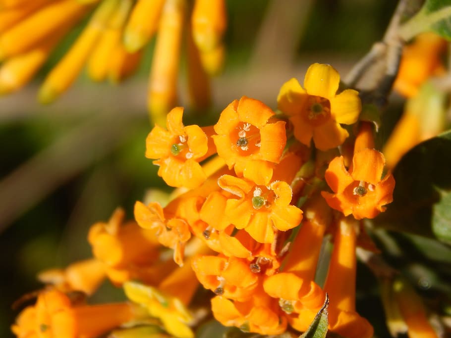 flowers, oranges, macro, solanácea, flowering plant, freshness HD wallpaper