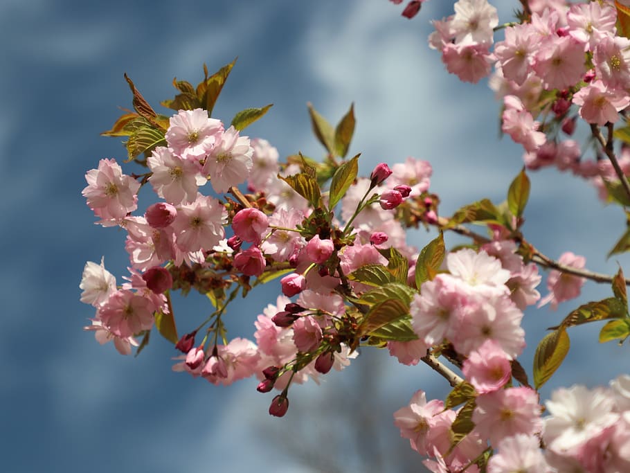 sakura, spring, bloom, cherry, tree, nature, japanese, petals HD wallpaper