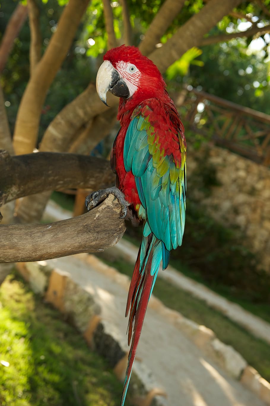 parrot, bird, red, animal themes, vertebrate, animal wildlife HD wallpaper