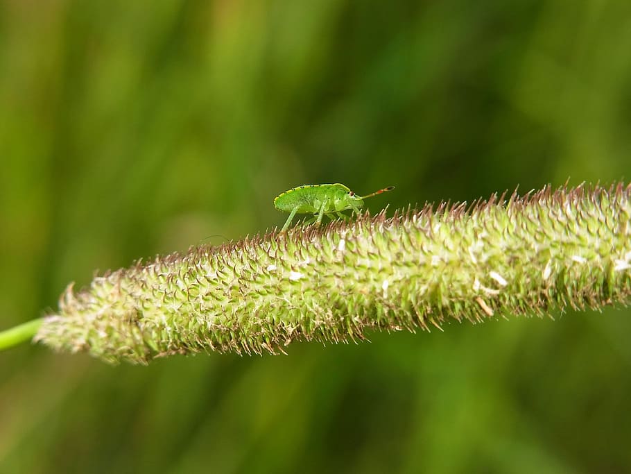 Leaf Bug, Insect, Animal, Forest, meadow, nature, green Color HD wallpaper