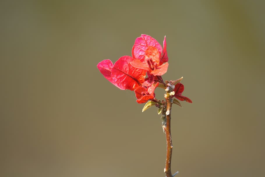 nature, flower, plant, leaf, summer, color, outdoor, branch HD wallpaper