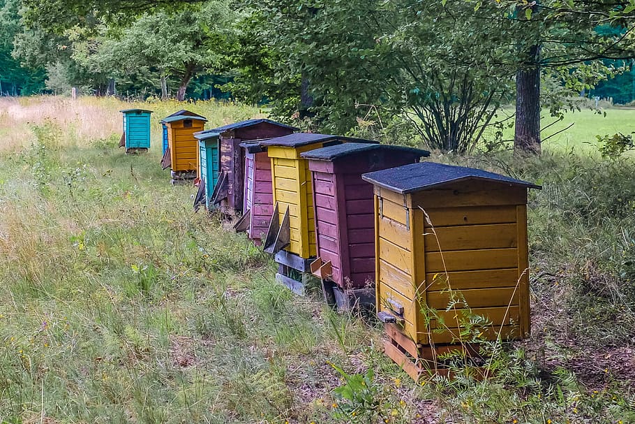 assorted-color shed lot, Hive, Beehive, Honey, Apiary, Bees HD wallpaper