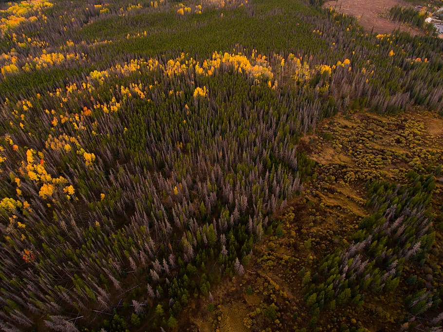aerial photo of land covered with trees, aerial view of trees HD wallpaper