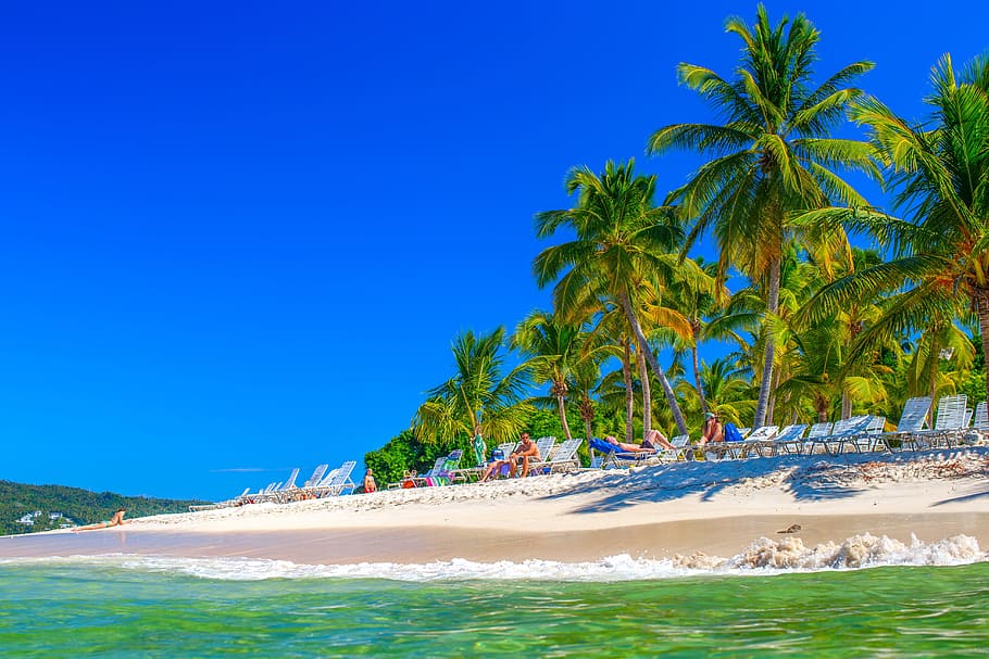 group of people under coconut tree near sea, dominican republic, HD wallpaper