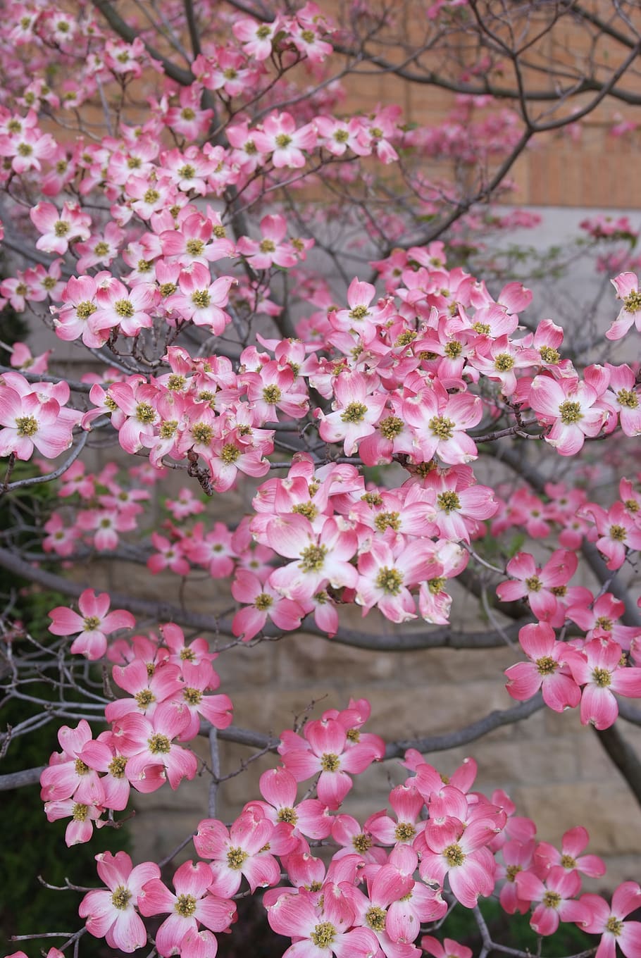 Dogwood 4K wallpapers for your desktop or mobile screen free and easy to  download