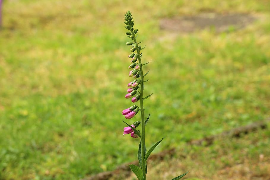 foxglove, flower, spring, the buds, a garden plant, composition HD wallpaper