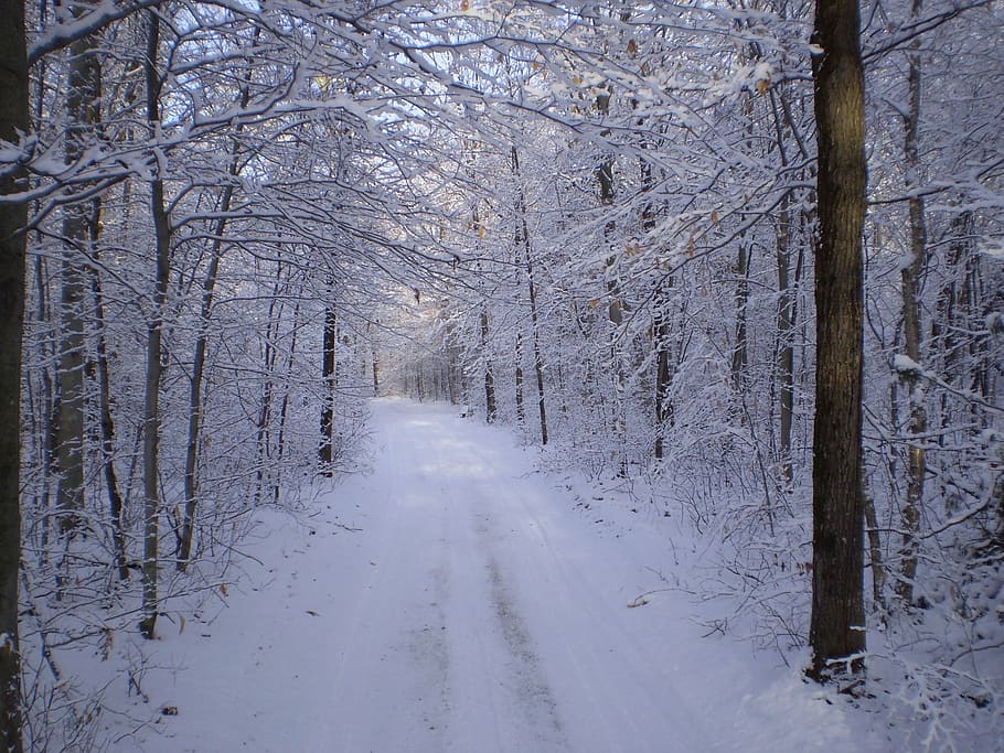 trees covered by snow, winter, path, trail, wild, forest, wood HD wallpaper
