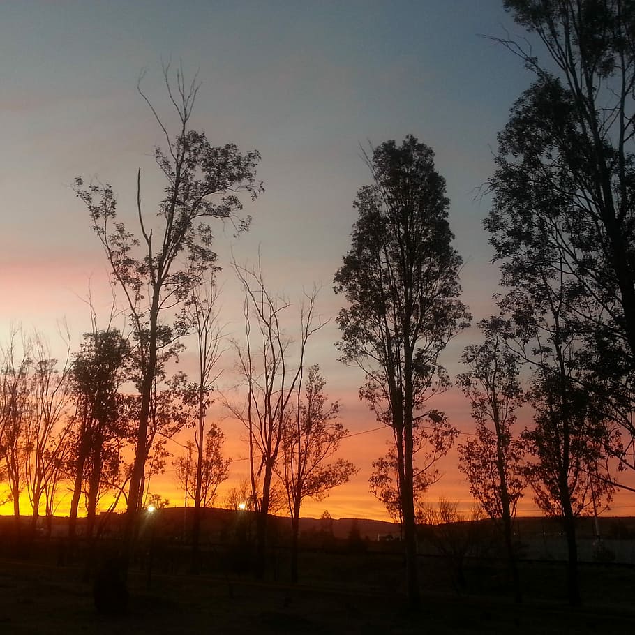 Sunset, Trees, Twilight, silhouette, no people, tranquil scene HD wallpaper