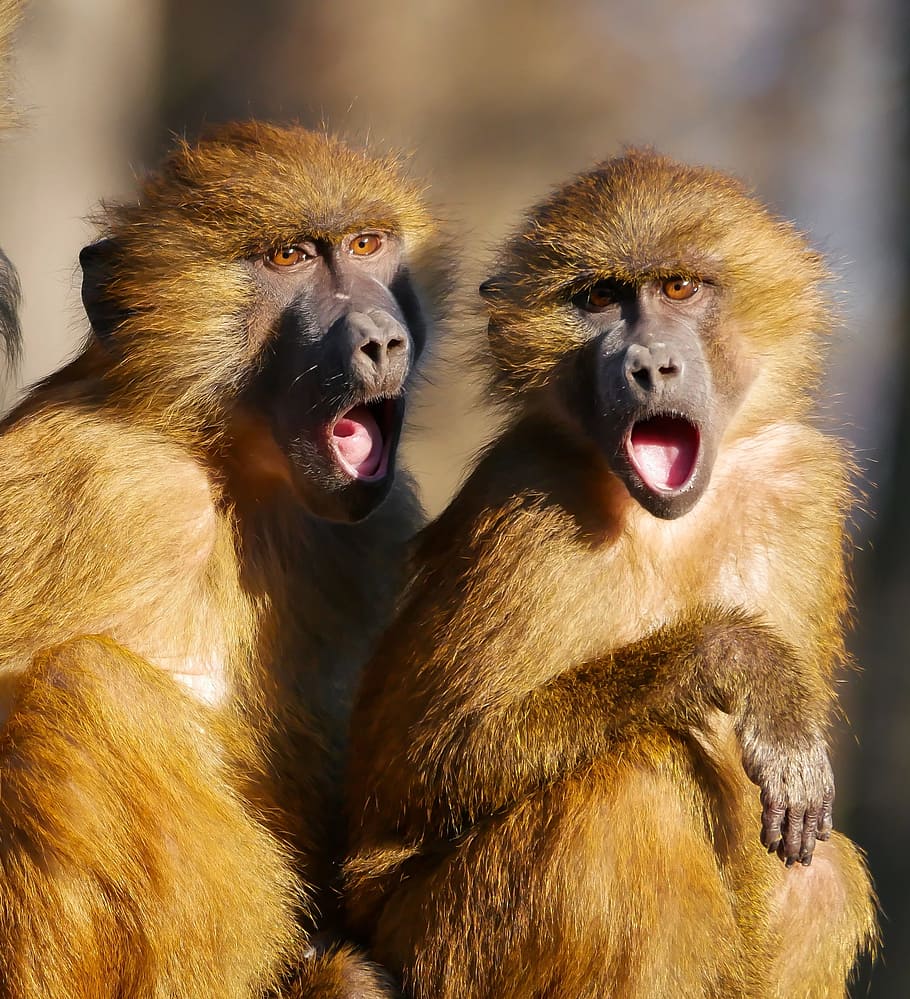 two brown apes with opened mouths, animal, berber monkeys, cry