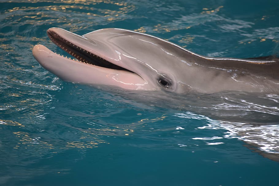 HD wallpaper: dolphin playing on water, mammals, intelligent, sea, animal,  wildlife | Wallpaper Flare