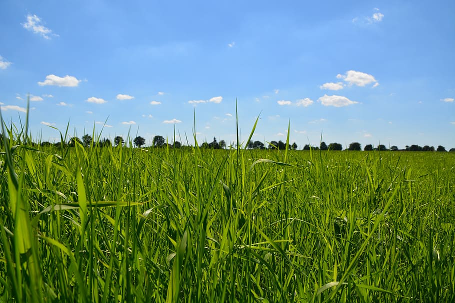Sunny, Grass, Green, Clouds, blades of grass, summer, blue HD wallpaper