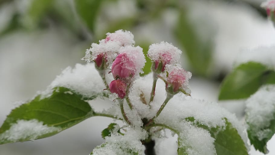 blossom, bloom, snow, spring, cold, coldsnap, close, snowy HD wallpaper