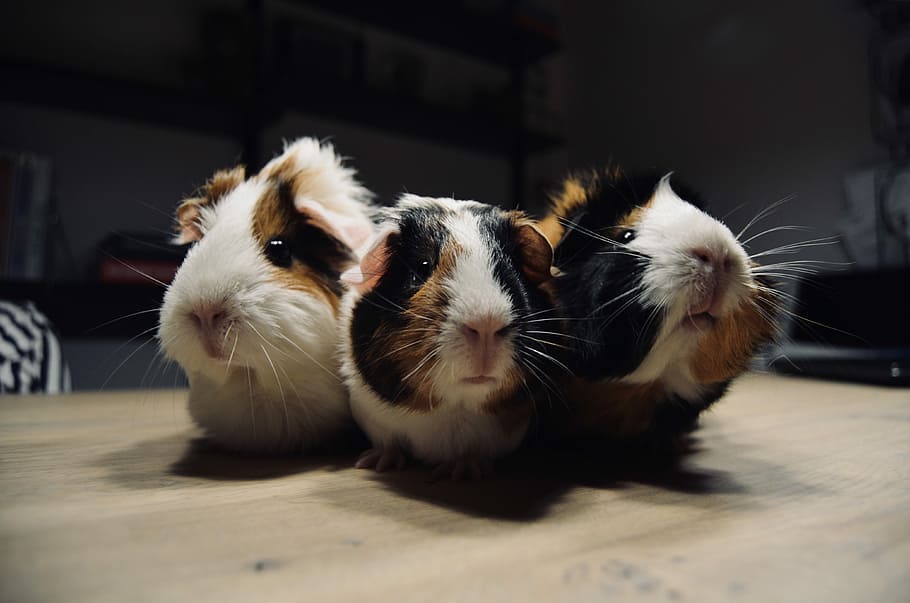 shallow focus photo of three guinea pigs, animal, trio, whiskers