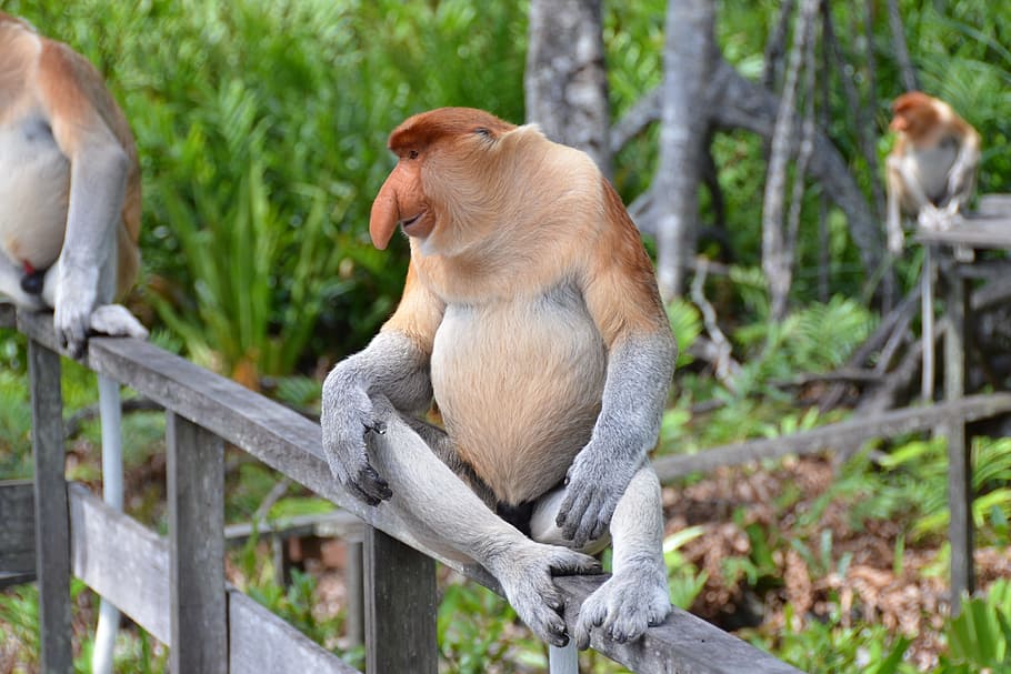 selective focus photography of proboskis monkey sitting on grill HD wallpaper