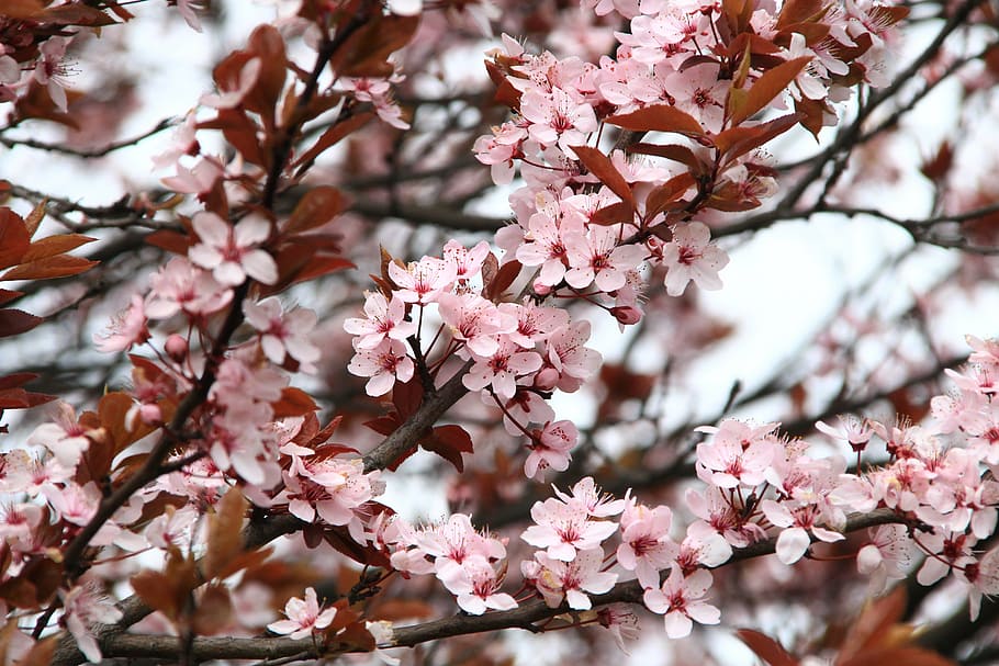 pink cherry blossom during daytime, spring, picnic, flowers HD wallpaper