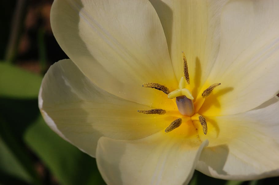 easter, tulip, spring, bloom, blossom, yellow, nature, flower HD wallpaper