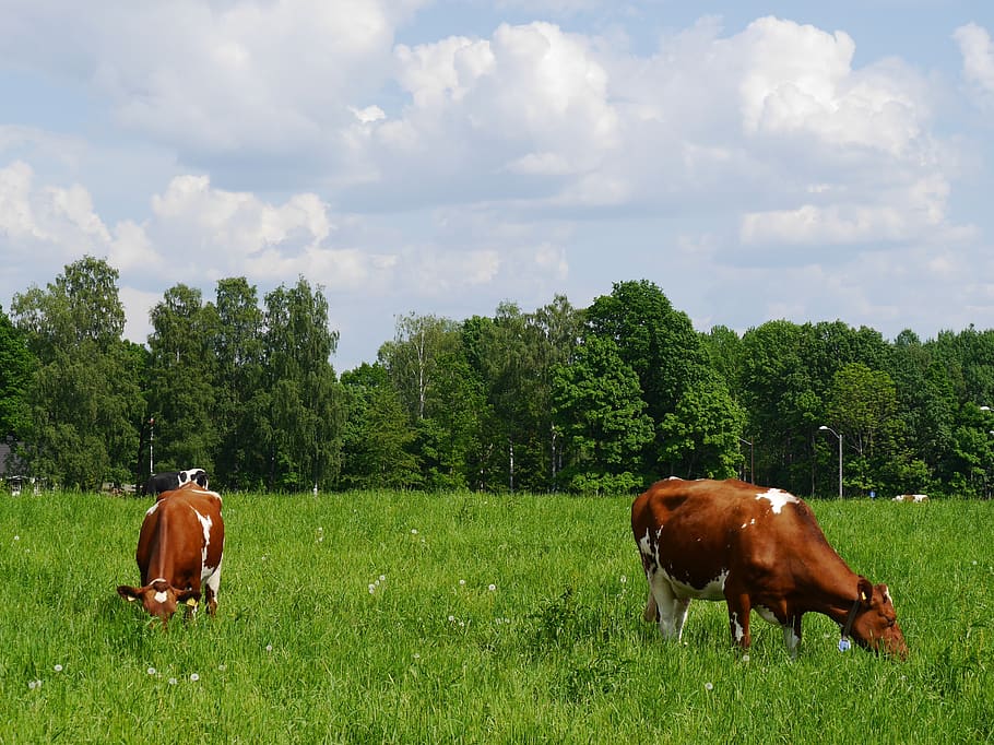 grazing, cows, eat, summer, plant, domestic, pets, domestic animals HD wallpaper