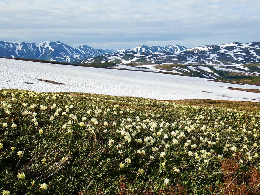 Mountain Plateau, Winter, Grass, summer, flowers, rhododendrons HD wallpaper