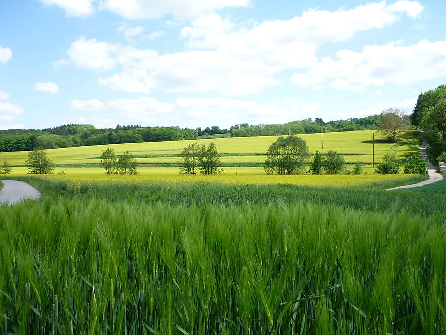 green leafed plant, cornfield, hill, forest, nature, sky, clouds HD wallpaper
