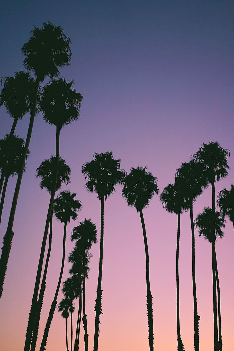 silhouette of trees during golden hour, photography of trees HD wallpaper