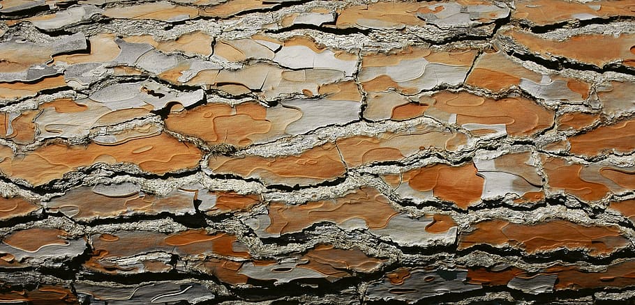 bark, wood, tree, structure, brown, texture, backgrounds, pattern HD wallpaper