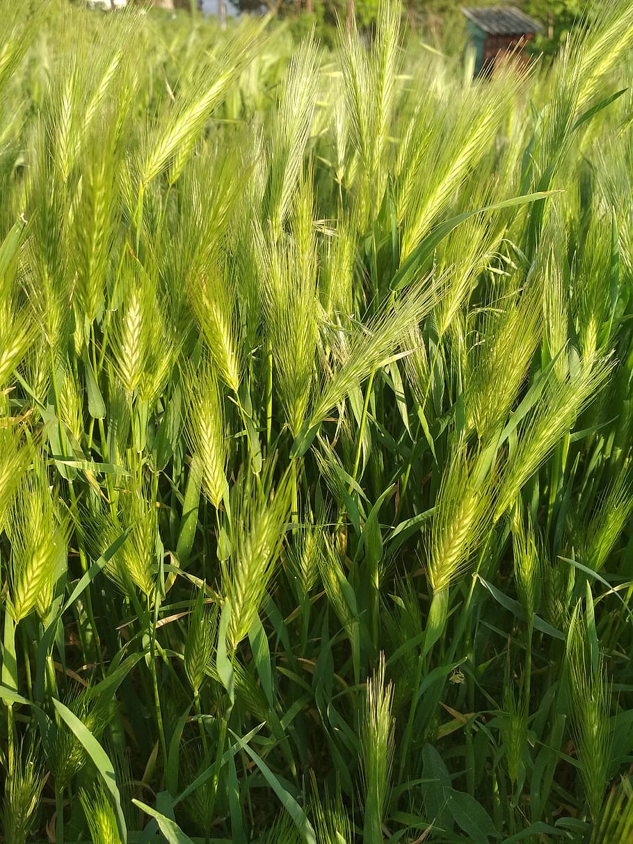 grass, nature, greens, green color, plant, growth, field, land HD wallpaper