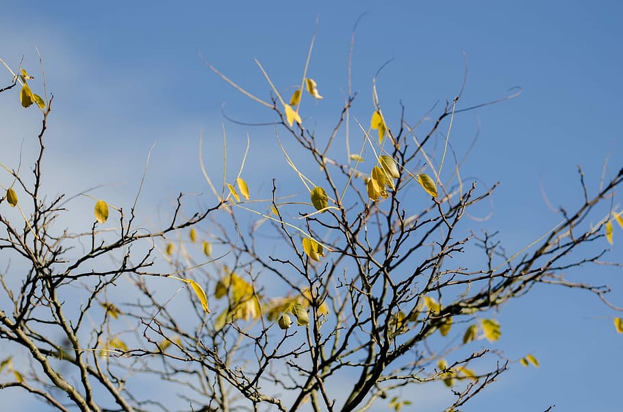 Autumn, Tree, Leaves, Leaf, trees, branches, yellow, seasons HD wallpaper