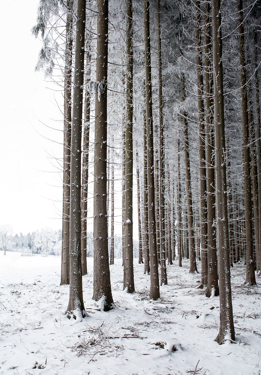 snow coated trees near snowfield, winter, nature, tree trunks HD wallpaper
