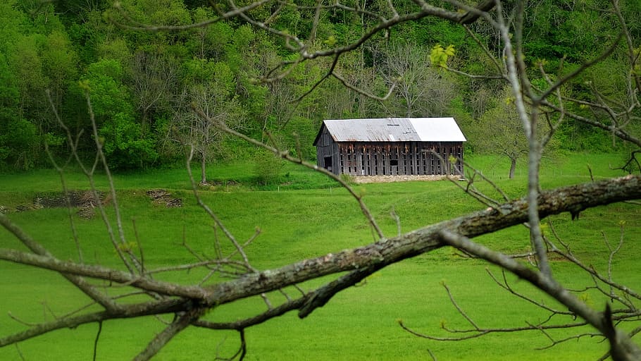 old barn, dead tree, wood, trees, farm, rural, wooden, green HD wallpaper