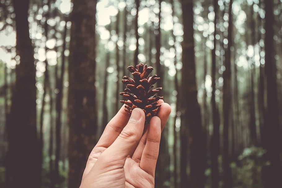 person holding brown pine cone, tree, forest, woodland, human hand HD wallpaper