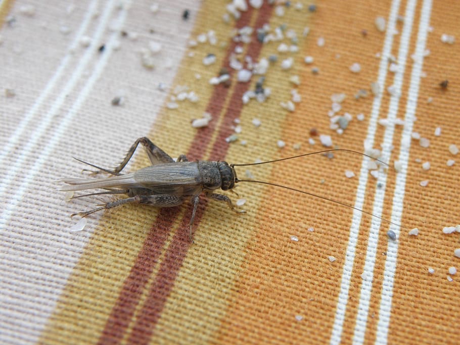 cricket, insect, sand, animal themes, animal wildlife, one animal HD wallpaper