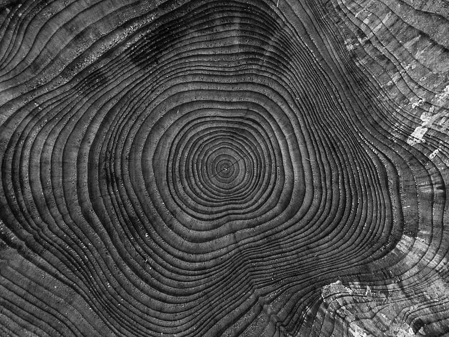 closeup photography of spiral illusion, tree, butt, cutting down